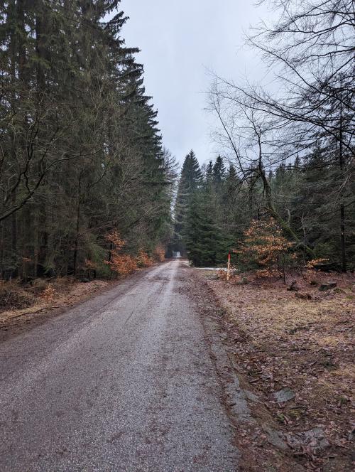 Forrest